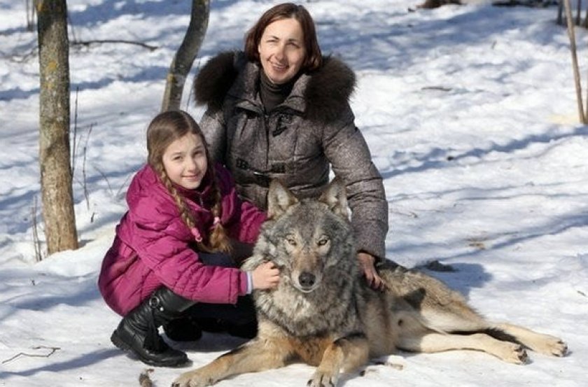 FAMILIE lupi și oameni asocieri psihologice și lecții de viață om si lup psihoterapie NLP somatoterapie sanatate vindecare Laura Maria Cojocaru Craiova